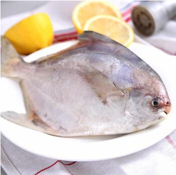 九陽斗鯧
